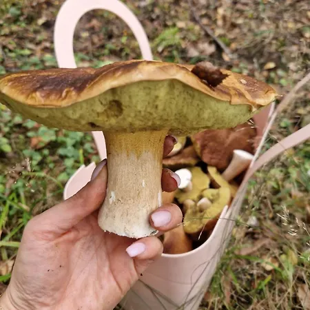 Сasa de vacaciones Leszczynowa Górka -mazurskie Siedlisko W Silcu